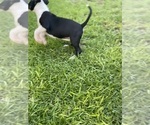 Small #10 Bull Terrier