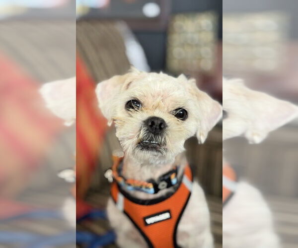 Medium Photo #5 Shih Tzu Puppy For Sale in Mundelein, IL, USA