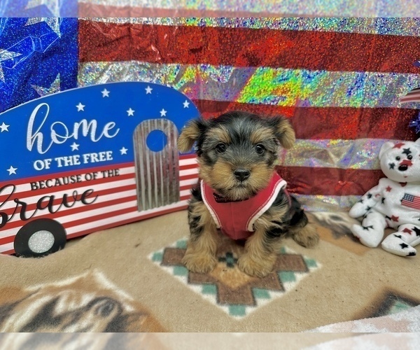 Medium Photo #3 Morkie Puppy For Sale in CASSVILLE, MO, USA