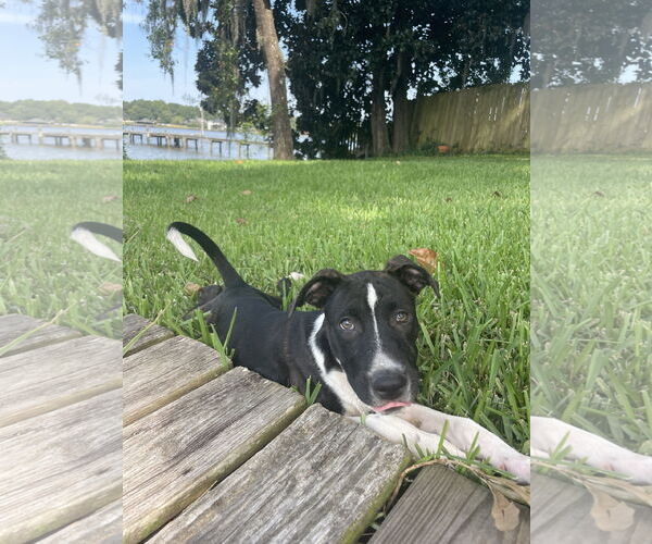 Medium Photo #1 American Bulldog-Unknown Mix Puppy For Sale in Mobile, AL, USA