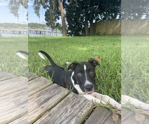 American Bulldog-Unknown Mix Dogs for adoption in Mobile, AL, USA