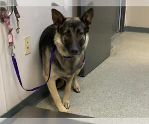 Medium German Shepherd Dog Mix
