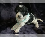 Small #4 Goldendoodle mix (+ Poodle Miniature)