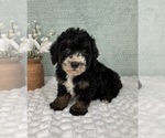 Small #1 Bernedoodle (Miniature)