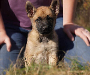 Medium Belgian Malinois