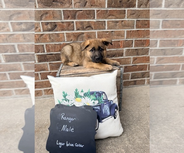 Medium Photo #4 German Shepherd Dog Puppy For Sale in MAYSVILLE, MO, USA