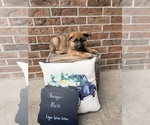Small #3 German Shepherd Dog