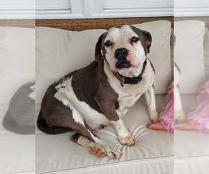 American Bulldog-Unknown Mix Dogs for adoption in Caribou, ME, USA