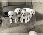 Puppy Sasha Labrador Retriever