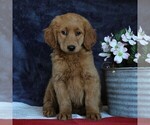 Small Photo #4 Goldendoodle Puppy For Sale in GAP, PA, USA