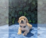 Puppy Gray Collar Labrador Retriever