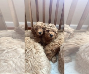 Goldendoodle-Poodle (Miniature) Mix Puppy for sale in CAPE MAY, NJ, USA