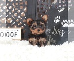 Small #2 Yorkshire Terrier