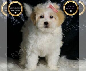 Maltipoo Puppy for sale in WARSAW, IN, USA