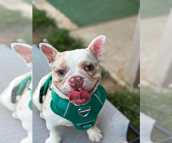 Medium Photo #2 French Bulldog Puppy For Sale in Visalia, CA, USA