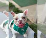 Small #1 French Bulldog