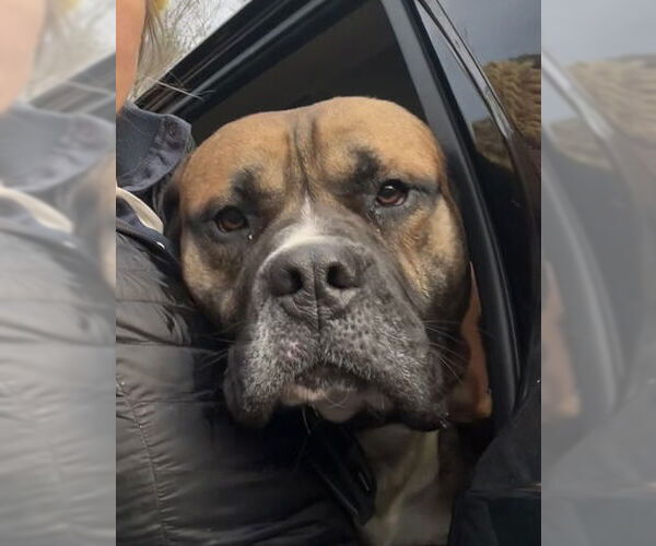 Medium Photo #2 Bullmastiff Puppy For Sale in Newfoundland, PA, USA