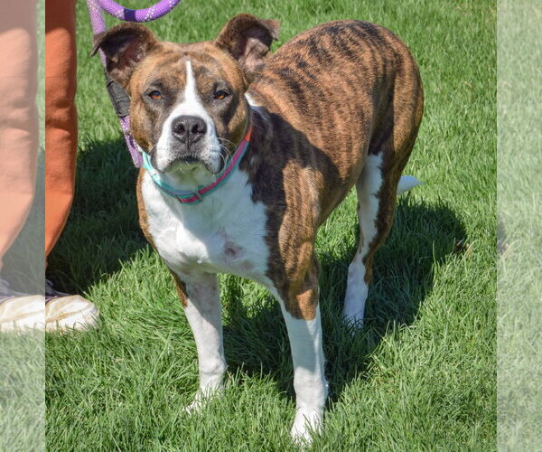 Medium Photo #3 Bulloxer Puppy For Sale in Huntley, IL, USA