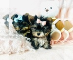 Small #18 Yorkshire Terrier