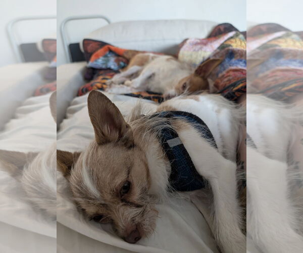 Medium Photo #4 Jack Chi Puppy For Sale in Fort Collins, CO, USA