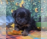Small #5 Shorkie Tzu