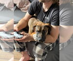 Small #4 Doberman Pinscher Mix