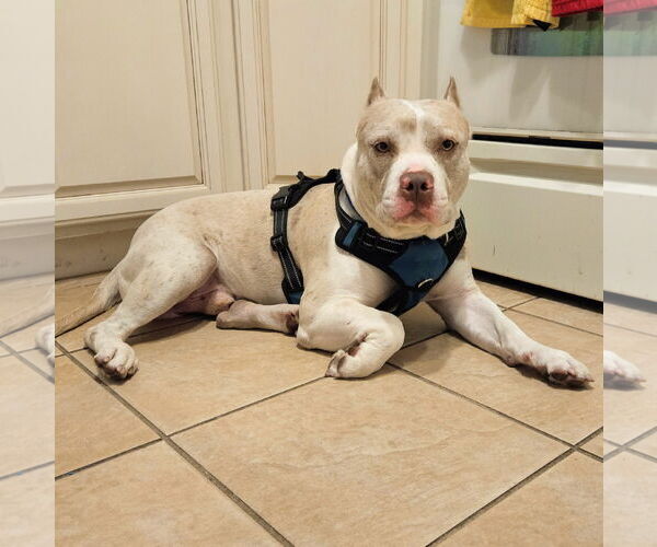 Medium Photo #11 American Staffordshire Terrier-Unknown Mix Puppy For Sale in Tampa, FL, USA