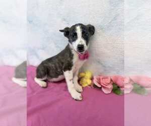 German Shepherd Dog-Unknown Mix Dogs for adoption in Lakewood, CO, USA