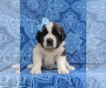 Small Photo #6 Saint Bernard Puppy For Sale in AIRVILLE, PA, USA