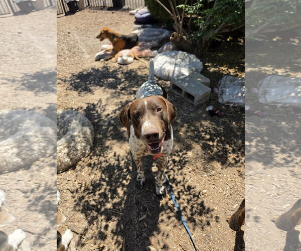 Medium Photo #5 German Shorthaired Pointer Puppy For Sale in Las Vegas, NV, USA