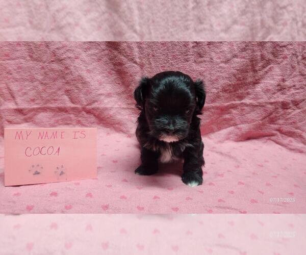 Medium Photo #6 Maltipoo Puppy For Sale in BROOKFIELD, MO, USA