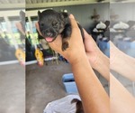 Small Photo #18 Chiranian Puppy For Sale in HOUSTON, TX, USA
