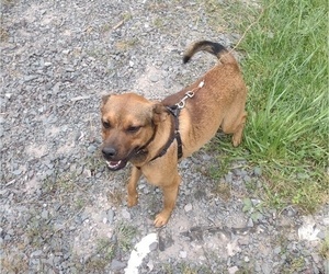 Shepradors Dog for Adoption in POCONO LAKE, Pennsylvania USA
