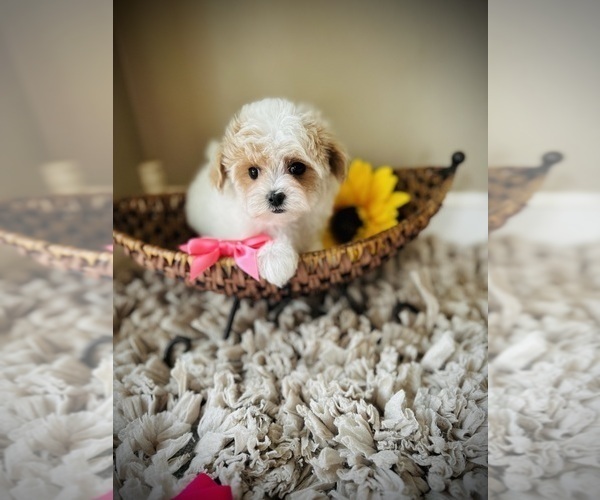 Medium Photo #2 Maltipoo Puppy For Sale in CROSSVILLE, TN, USA