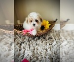 Small Photo #2 Maltipoo Puppy For Sale in CROSSVILLE, TN, USA
