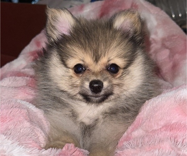 Medium Photo #1 Pomeranian Puppy For Sale in DENVER, CO, USA