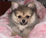 Small Pomeranian