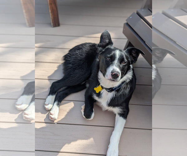 Medium Photo #1 Border Collie-Unknown Mix Puppy For Sale in Sandy, UT, USA
