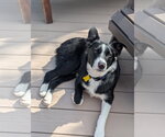 Small Border Collie Mix