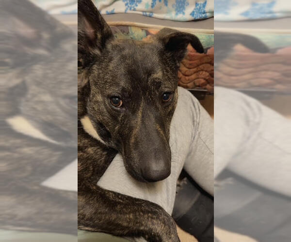 Medium Photo #4 Catahoula Leopard Dog-Labrador Retriever Mix Puppy For Sale in Wakefield, RI, USA