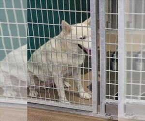 Siberian Husky-Unknown Mix Dogs for adoption in Texas City, TX, USA