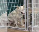 PAWDREY HEPBURN - Female Siberian Husky-Unknown Mix Dog for Adoption - Small photo