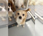 Small #1 Chihuahua-Spaniel Mix