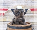 Small Photo #4 Aussiedoodle Puppy For Sale in LEXINGTON, AL, USA