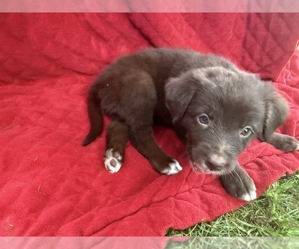 Medium Photo #28 Borador Puppy For Sale in MARION, VA, USA