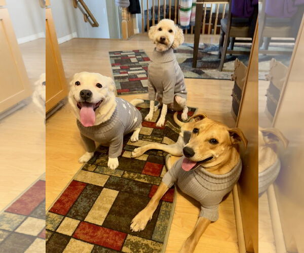 Medium Photo #7 Labrador Retriever-Unknown Mix Puppy For Sale in Sandy, UT, USA