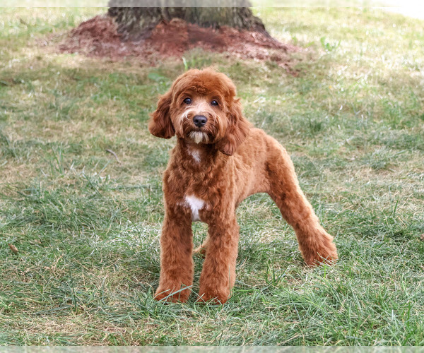 Medium Photo #3 Cavapoo (Miniature) Puppy For Sale in SYRACUSE, IN, USA