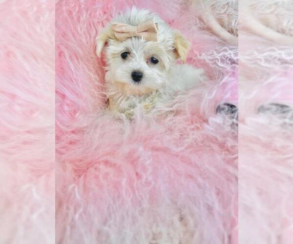 Medium Photo #2 Maltese Puppy For Sale in PEMBROKE PINES, FL, USA