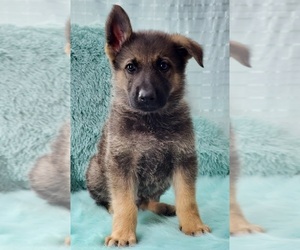 German Shepherd Dog Puppy for sale in WARREN, MA, USA