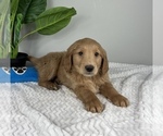 Small #1 Goldendoodle (Miniature)